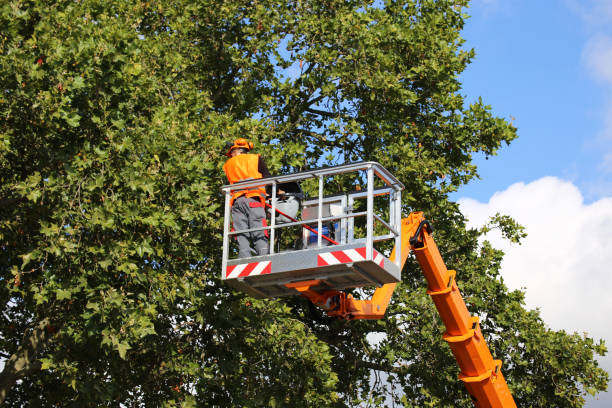 Professional Tree Services in Hasley Canyon, CA